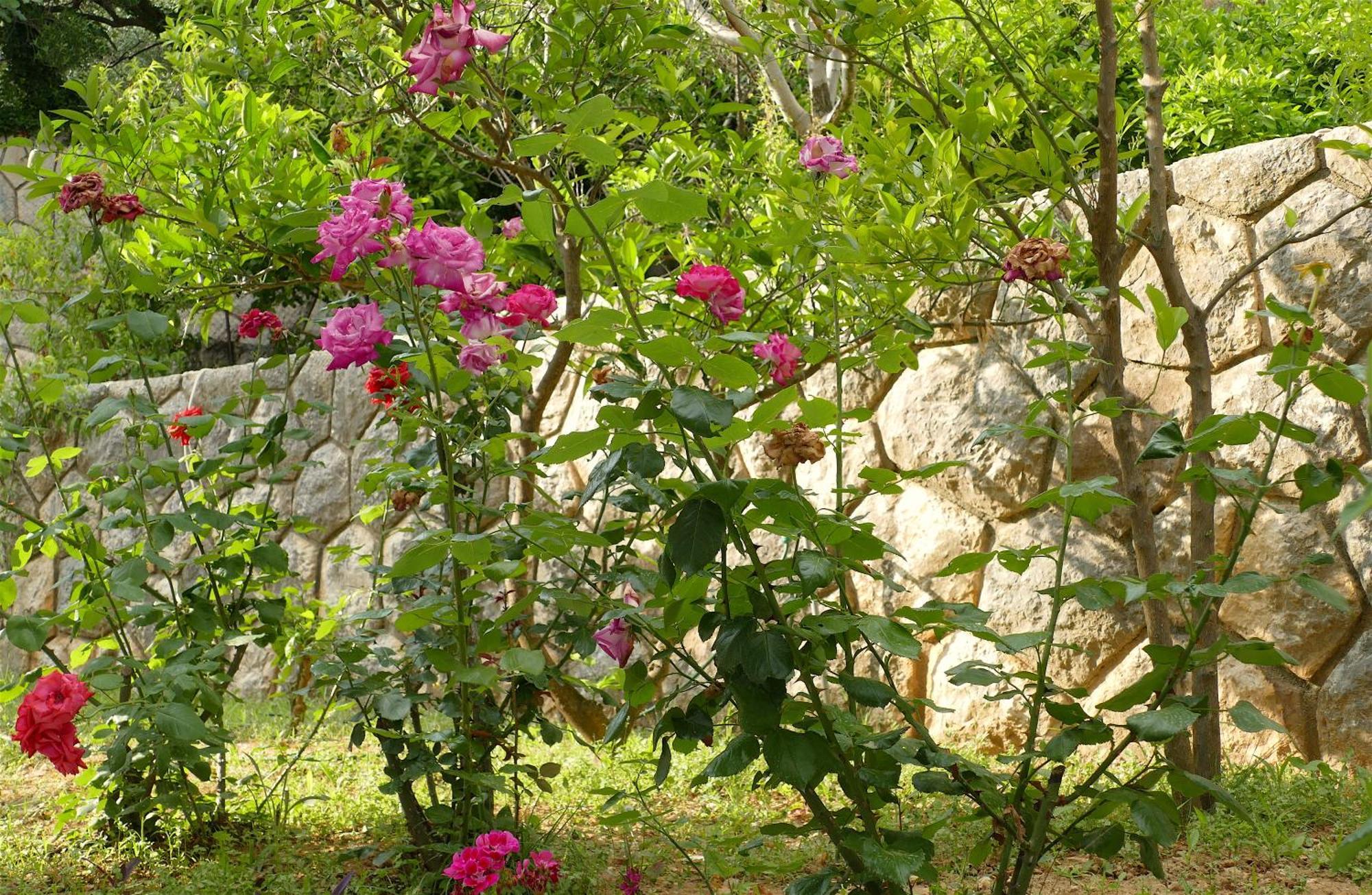 B&B Garni Toni 수페타르스카 드라가 객실 사진
